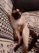 Thai Siam Deckkater gesucht